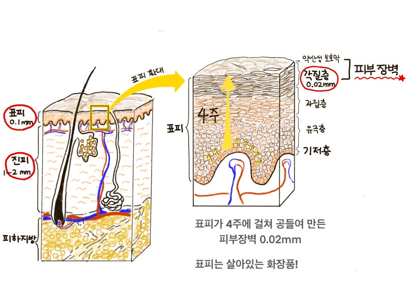 얼굴 피부 두께 (각질층 표피 진피) 에 대한 이해 : 네이버 블로그
