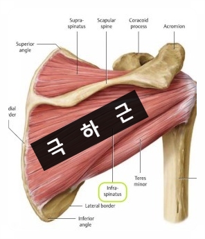 대표적인 어깨통증 유발근육 극하근 Infraspinatus