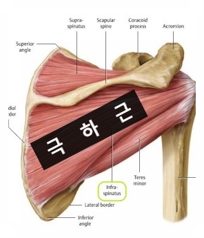  대표적인 어깨통증 유발근육 극하근 Infraspinatus