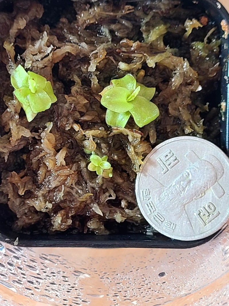 벌레잡이제비꽃] 프리뮬리플로라로즈 : 네이버 블로그