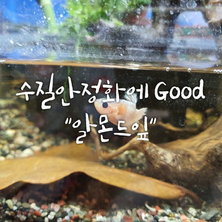 수질 안정화에 도움되는 알몬드잎 사용 후기 및 효과, 유효기간은? 수질 안정화에 도움되는 알몬드잎 사용 후기 및 효과, 유효기간은?