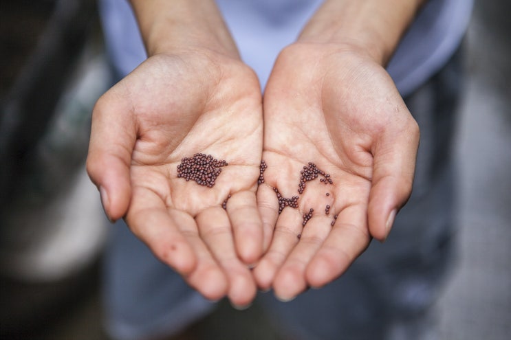 종자기사 (Engineer Seeds) 종자기사 (Engineer Seeds)