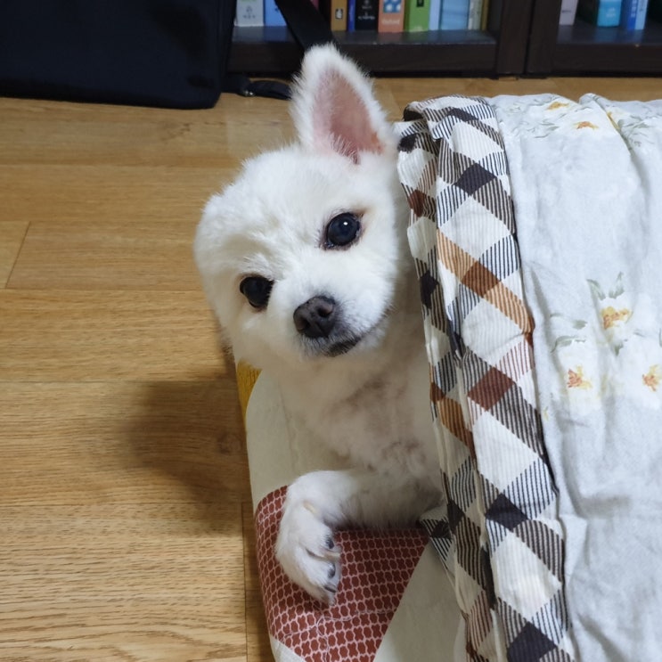  시한부 판정 받은 신부전 말기 별이의 아찔했던 생사의 기로 이야기 (강아지 만성 신부전 증상, 발작, 구토)
