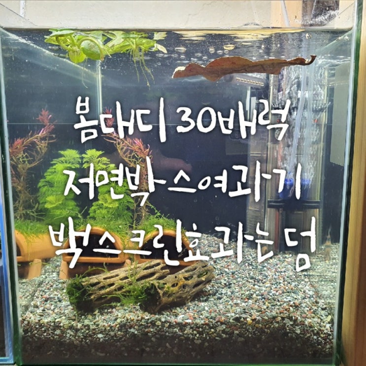 봄대디 30배럭 박스저면여과기 - 백스크린효과는 덤(내돈내산)