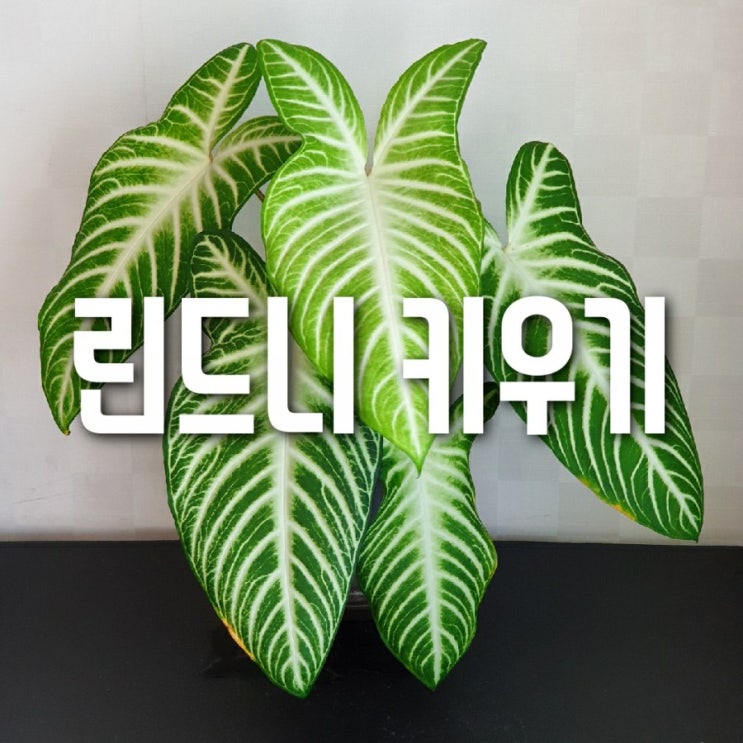  산토소마린드니?  칼리디움린드니! 린드니 키우기
