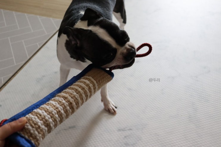  강아지 이갈이장난감 바바빌리지 중, 대형견 터그놀이기구