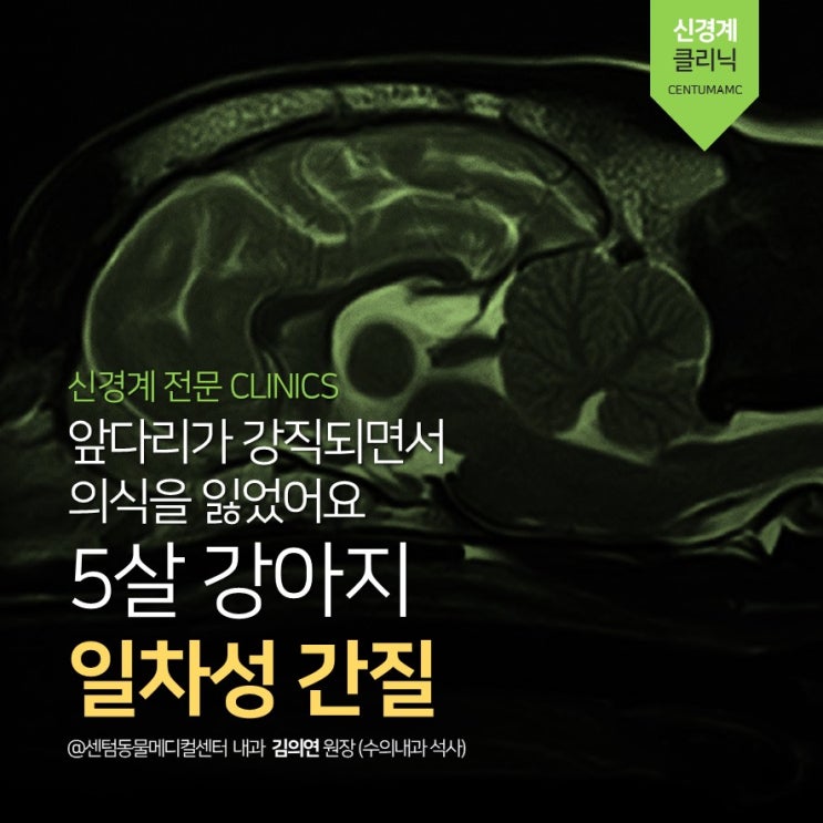  5살 강아지 일차성 간질, 특발성 간질 (MRI, 발작, primary epilepsy, idiopathic epilepsy, 센텀동물메디컬센터, 부산 신경계 전문 동물병원)
