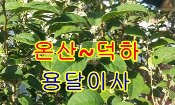 온산용달 덕하갑니다.