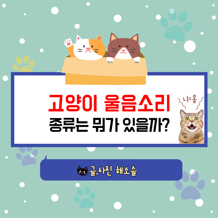  고양이 울음소리 종류 알아보기