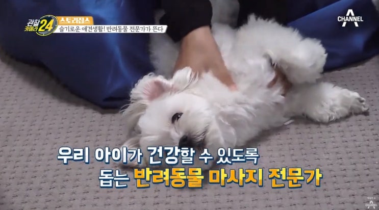  채널A 관찰카메라 반려동물 마사지사로 출연했어요