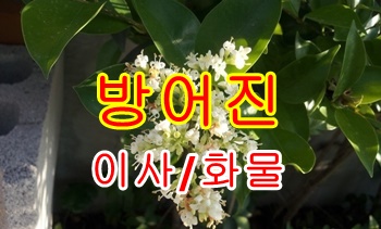 방어진용달 정자이사.