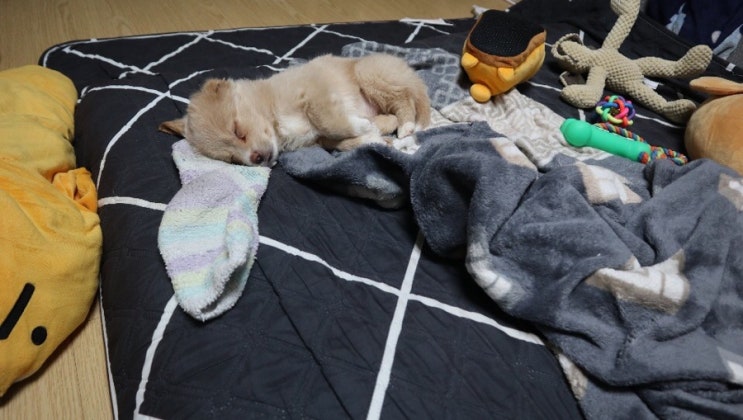  쫑이 일기