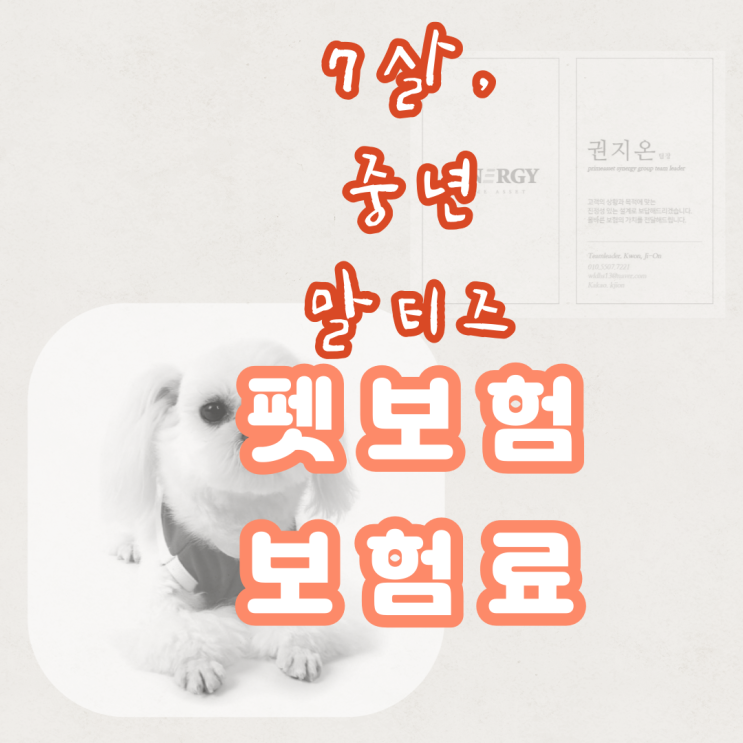  7살 15년8월생 말티즈 건강관리법, 펫보험 보험료, 슬개골 탈구 유의 해주셔야 합니다.