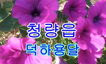 덕하용달 진하이사.