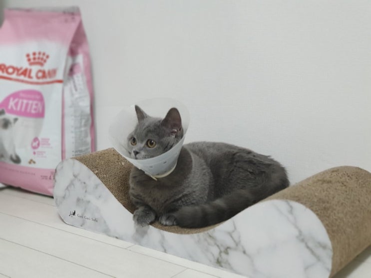 먼치킨 고양이 6개월 중성화 수술 후 4일 경과 / 넥카라 얼마동안? 기간은 최소 7일 / 플라스틱 넥카라 추천