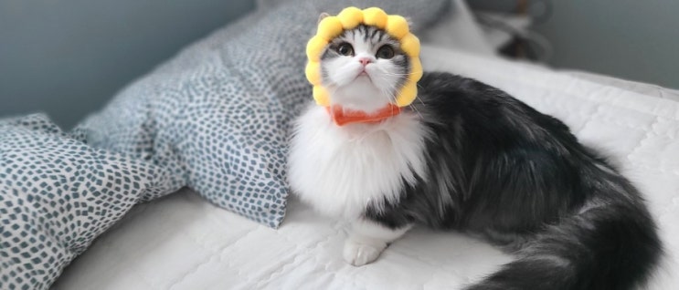  귀엽고 깜찍한 먼치킨 고양이 열무애오