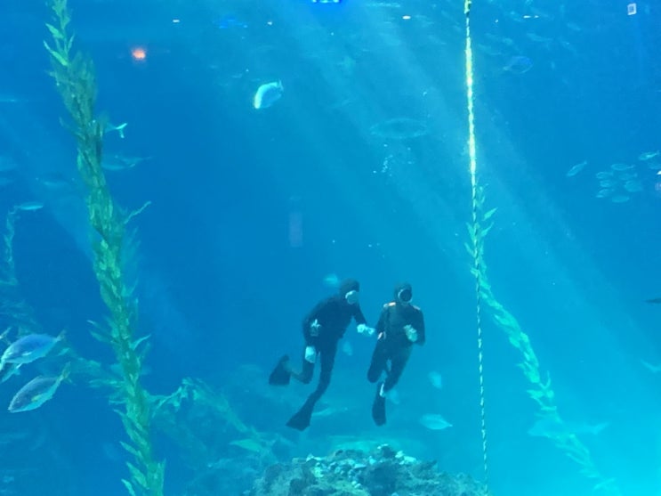  아이와 제주도 여행 필수 코스 : 아쿠아플라넷 제주, 감귤 따기 체험