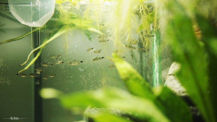  마블 헤체트(Marbled Hatchetfish), 코리도라스 하스타투스(Corydoras hastatus)