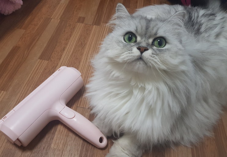  반영구 돌돌이 고양이 털 제거 잘 되네요