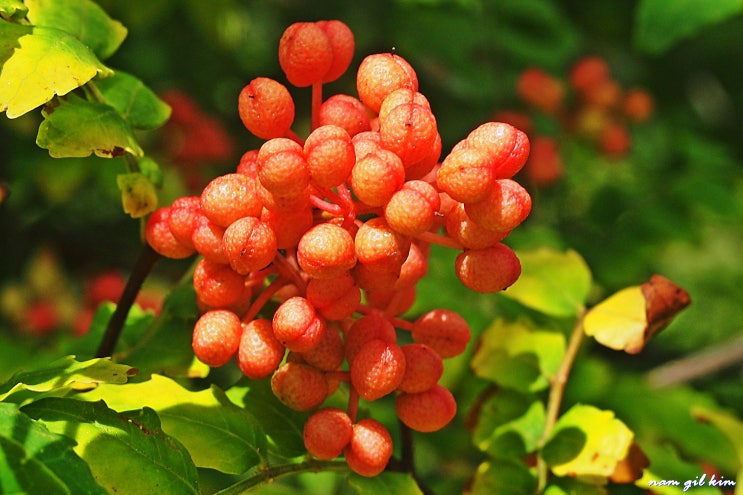 열매사진(49) 초피나무 열매