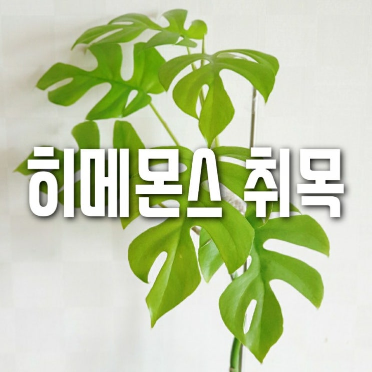  히메몬스테라 취목 결과는?