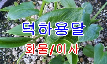 덕하용달 이용하세요.