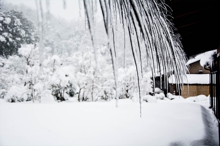 [랜선 타고 일본여행] 겨울 교토 정원(京都庭園) 그리고 눈꽃【교토】