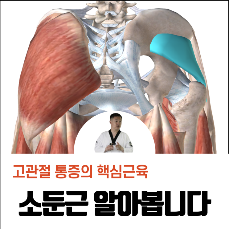 엉덩이 근육 소둔근 - 고관절 통증의 핵심 근육