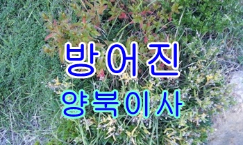  방어진용달 양북 이사갑니다.