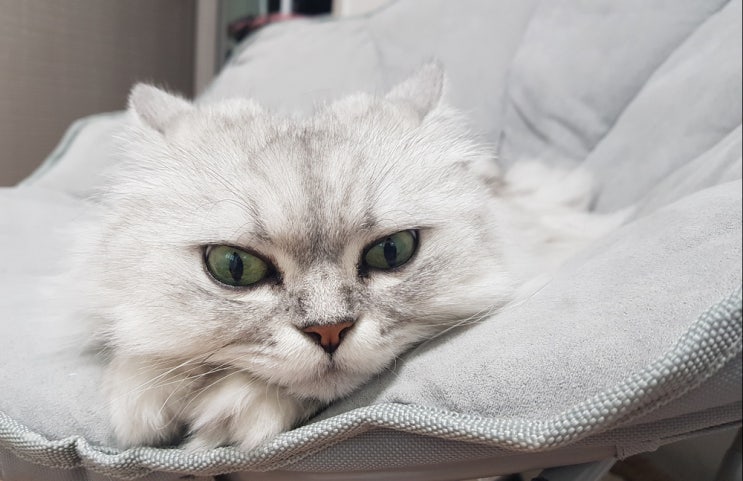  고양이 지각과민 증후군 들어보셨나요