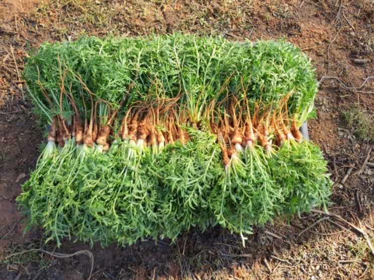 죽에분놈 누구냐? 죽에분놈 누구냐?