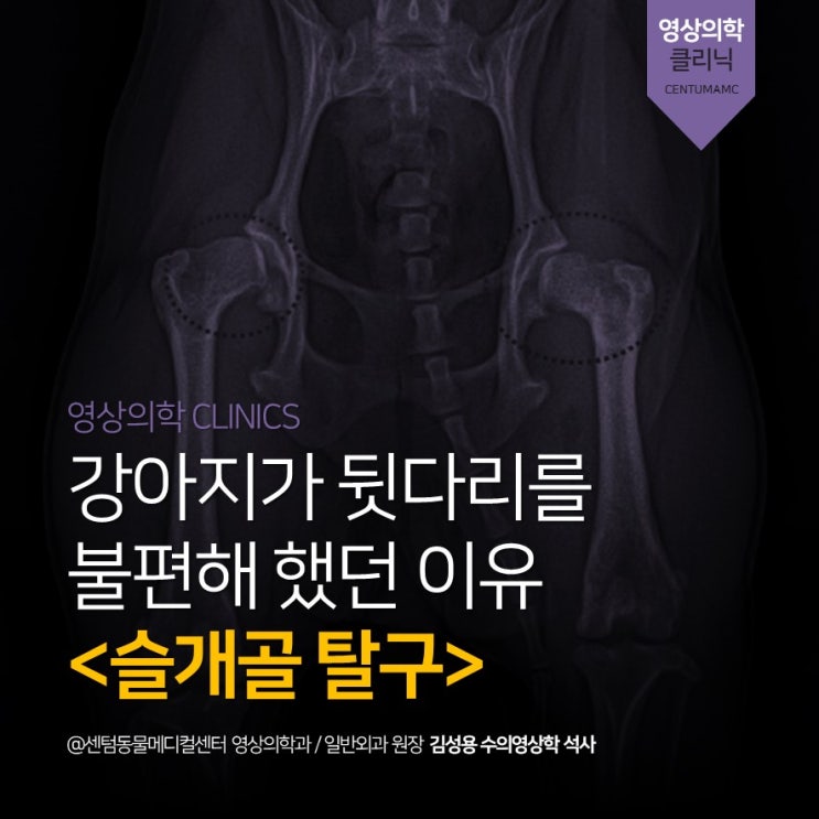  [부산 강아지 엑스레이 전문 동물병원] 강아지 슬개골 탈구 진단 (센텀동물메디컬센터, 방사선, X-ray)