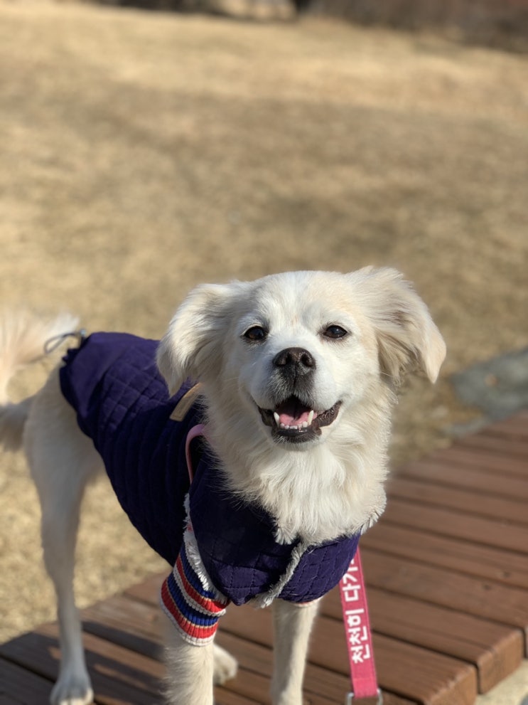  보라매공원 강아지 산책 / 서울 강아지 산책할만 한 곳