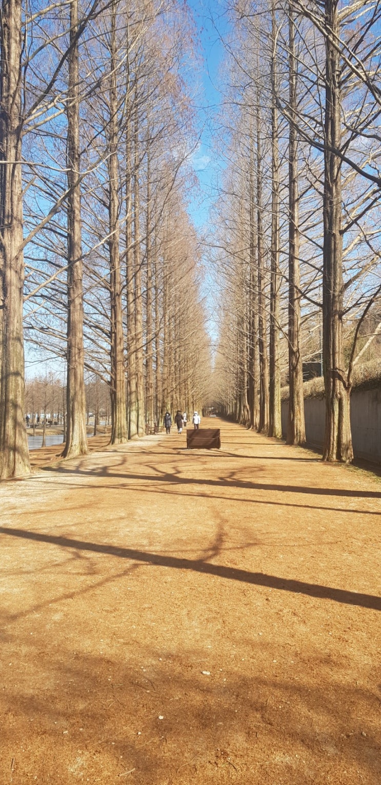 [담양 메타쉐콰이아랜드] 이용시설 전부 휴관 중 i _ i