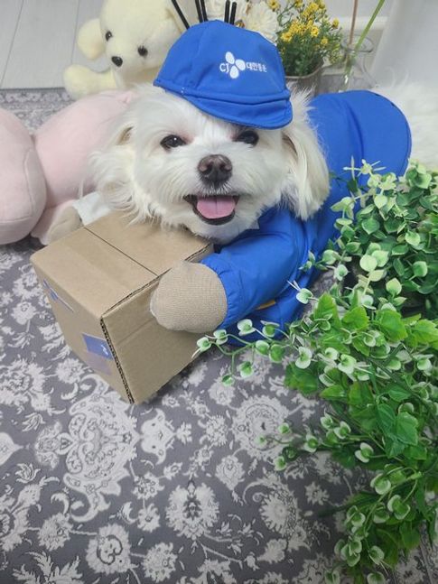  명예 택배기사된 10살 댕댕이 경태