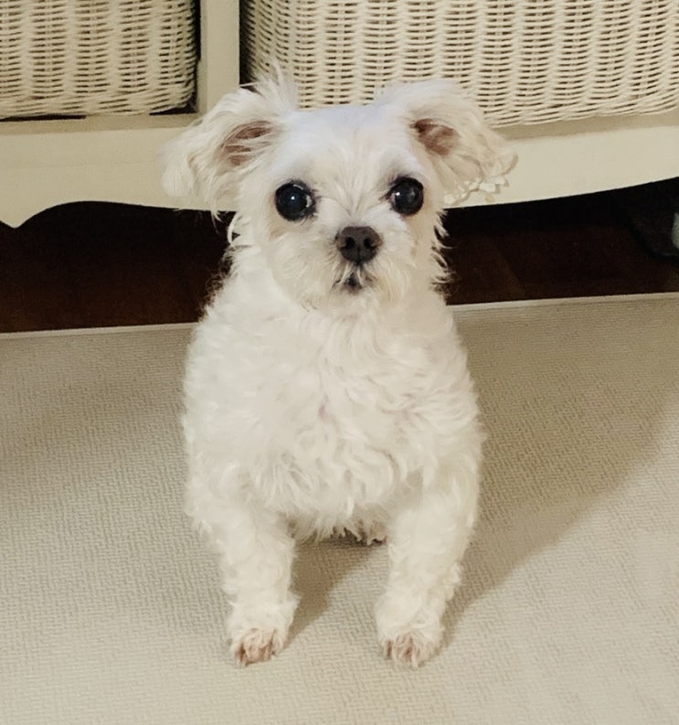  땡꼬하우스 시작하기