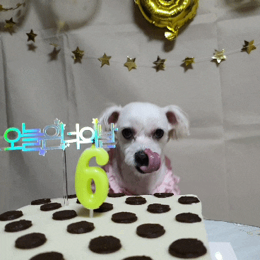 [힐링펫 케이크] 뽀솜이 6살 축하해 - 강아지 생일파티 티라미수 먹방