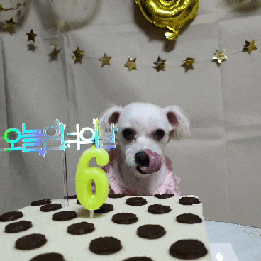  [힐링펫 케이크] 뽀솜이 6살 축하해 - 강아지 생일파티 티라미수 먹방