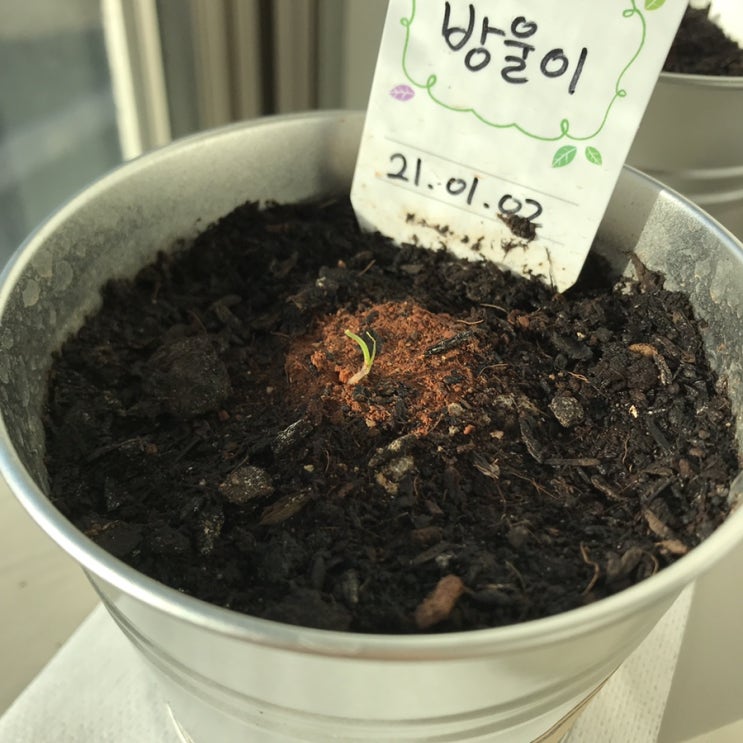  [방울이/방글이] 햇빛 많이 받고 잘 자라는 중인 방울이 방글이