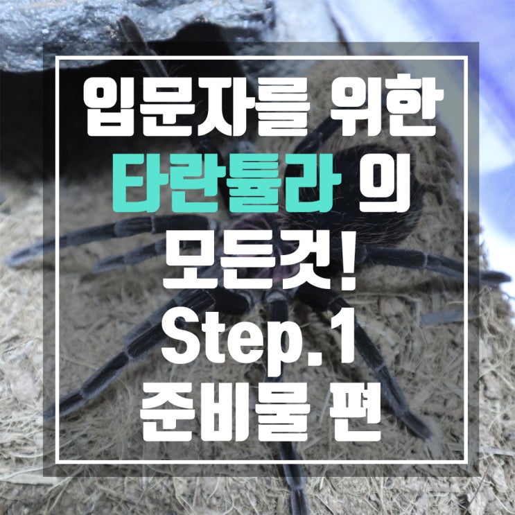  애완거미 타란튤라 키우기! 입문자를 위한 Step.1 준비물 편