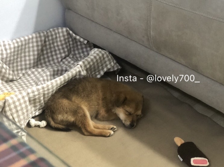  [입양일기] 우리집에 온지 2주차, 잘한 일과 잘 못한 행동