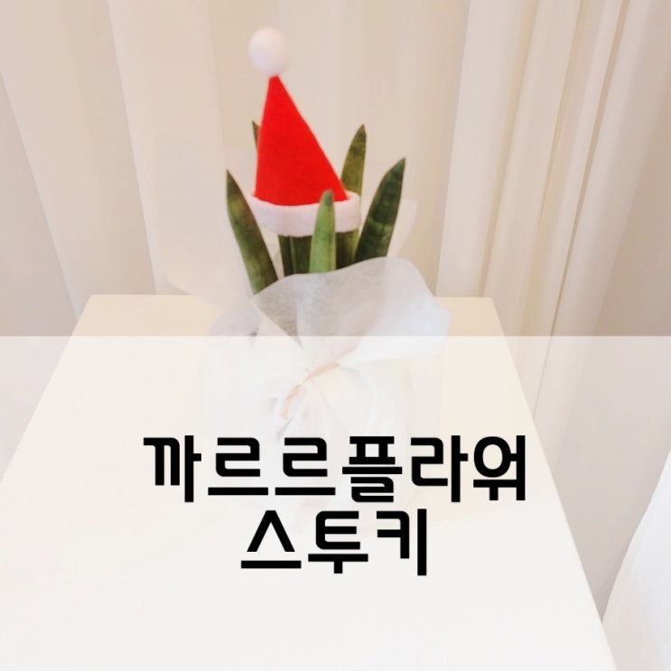 천호 굽은다리역꽃집 스투키 까르르플라워 [꽃다발예약, 기념일꽃바구니, 조화, 생화]