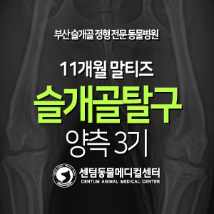 [슬개골 탈구 수술 증례] 11개월령 / 말티즈 / 양측 3기 (부산 강아지 슬개골 교정 동물병원 센텀동물메디컬센터, patellar luxation)