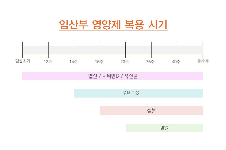 16주 성별 입덧 2차 기형아 검사 태동 임산부 영양제 복용 시간 순.