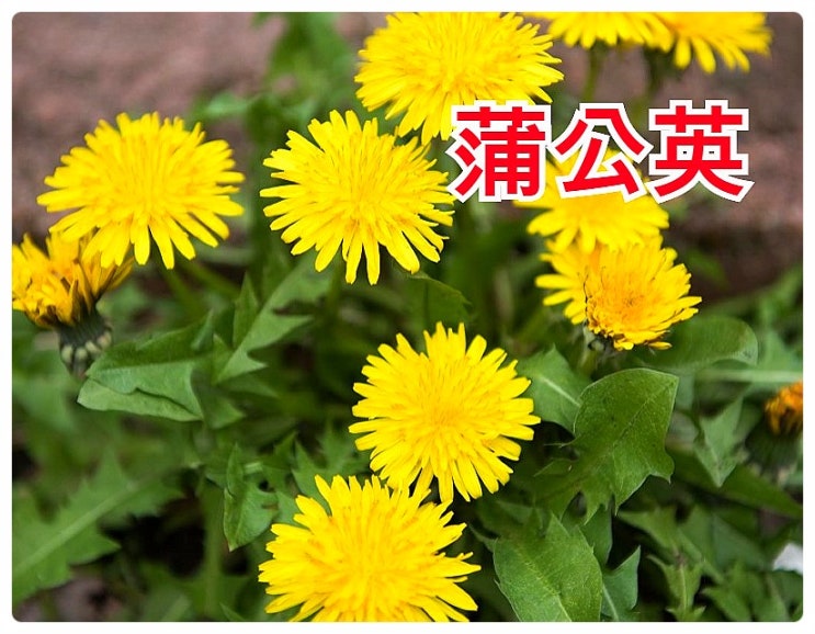  염증, 황달, 간에 좋은 음식.. 민들레효능