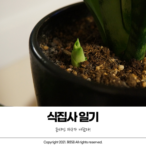 식집사 일기 : 문샤인 자구가 태어났어요 식집사 일기 : 문샤인 자구가 태어났어요