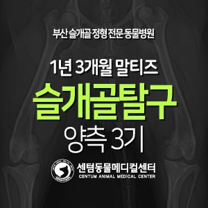  [슬개골 탈구 수술 증례] 1년 3개월 / 말티즈 / 양측 3기 (부산 강아지 정형전문 동물병원 센텀동물메디컬센터)