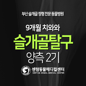  [슬개골 탈구 수술 증례] 9개월령 / 치와와 / 양측 2기 (부산 수술전문 동물병원 센텀동물메디컬센터, 무릎관절, 슬관절)