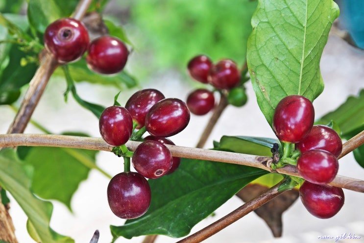 열매사진(51) 커피나무 열매