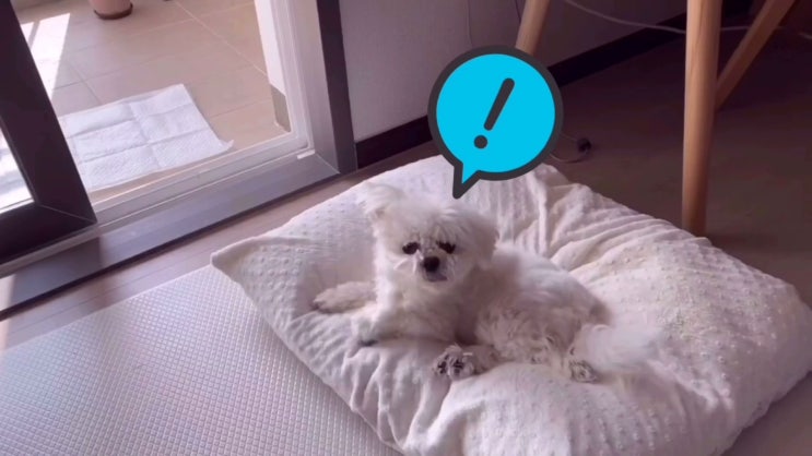  엄마가 온 줄도 모르고 잠만 자는 강아지, 노견 이슬이